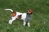 JACK RUSSEL 042